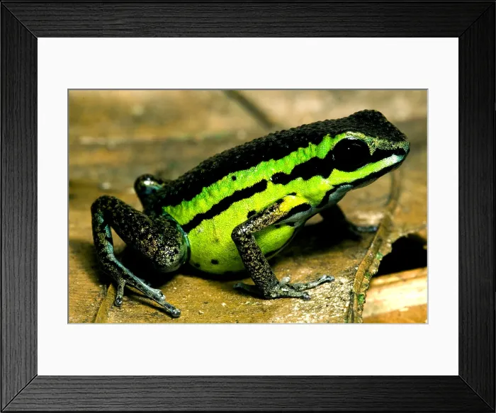 Framed Print : Poison Frog Framed Print : Poison Frog