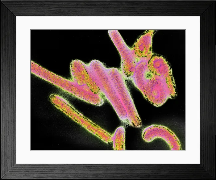 Framed Print : Marburg virus Framed Print : Marburg virus