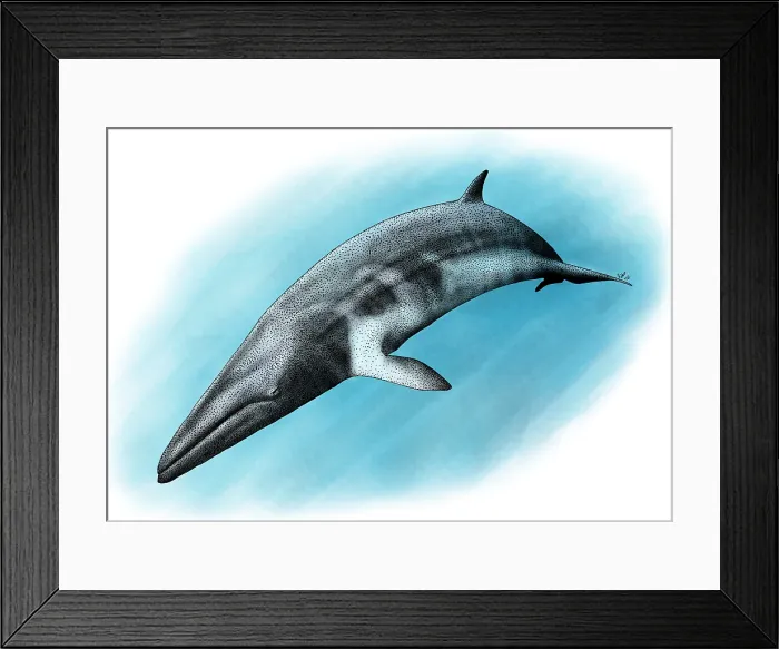 Framed Print : Minke Whale Framed Print : Minke Whale