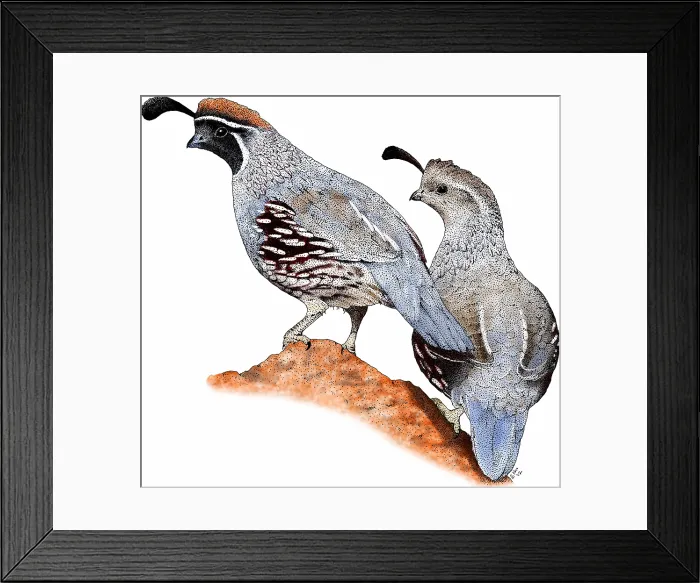 Framed Print : Gambel's quail Framed Print : Gambel's quail