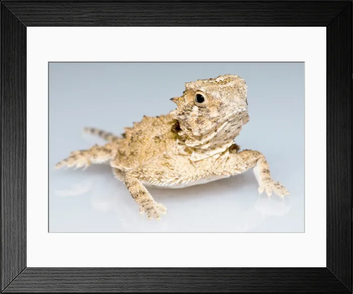 Framed Print : Juvenile Texas Horned Lizard (Phrynosoma cornutum) Framed Print : Juvenile Texas Horned Lizard (Phrynosoma cornutum)