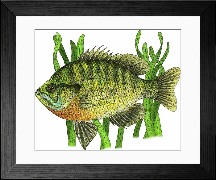 Framed Print : Bluegill (Lepomis macrochirus), a common freshwater panfish. Illustration Framed Print : Bluegill (Lepomis macrochirus), a common freshwater panfish. Illustration