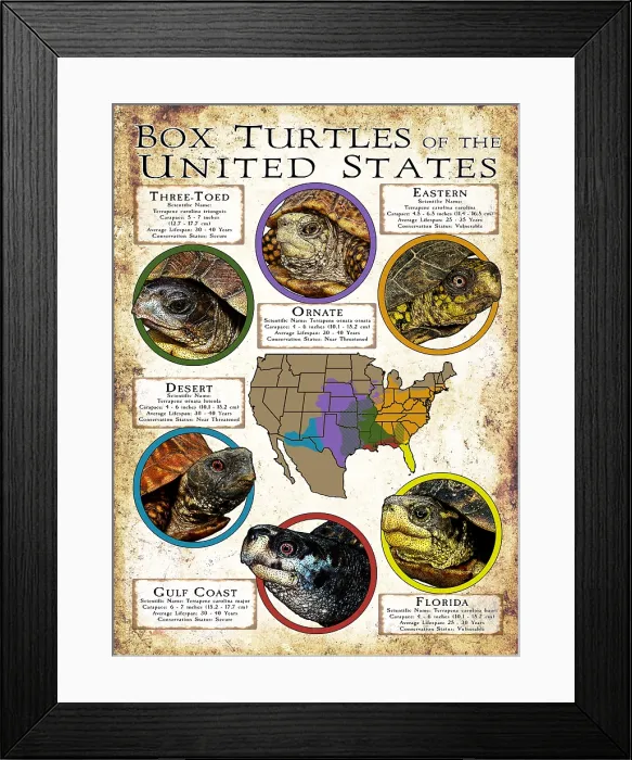 Framed Print : Box Turtles of the United States Framed Print : Box Turtles of the United States