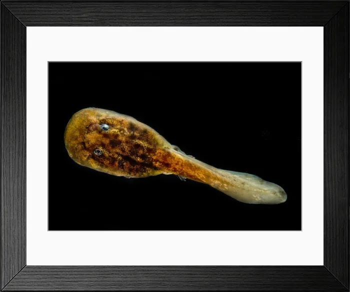 Framed Print : Pelado Mountains False Toad Tadpole Framed Print : Pelado Mountains False Toad Tadpole