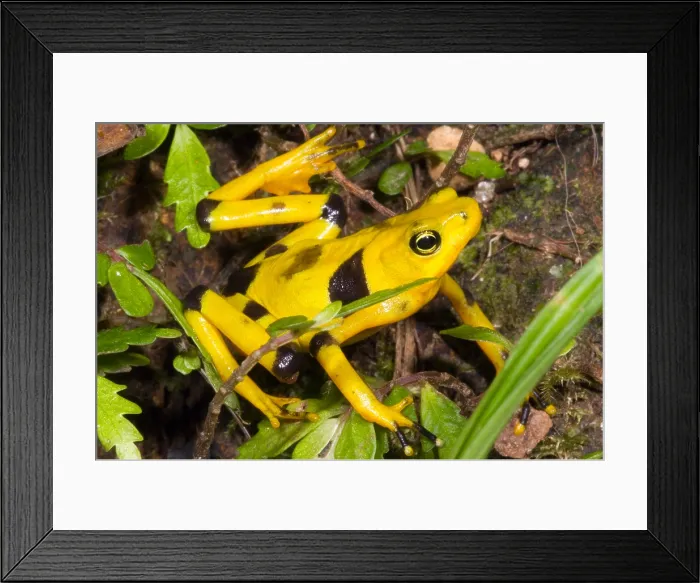 Framed Print : Harlequin Toad Framed Print : Harlequin Toad
