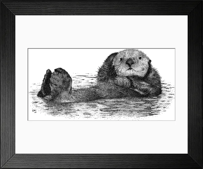 Framed Print : Sea Otter. Pen and ink illustration of a Sea Otter (Enhydra lutris) Framed Print : Sea Otter. Pen and ink illustration of a Sea Otter (Enhydra lutris)