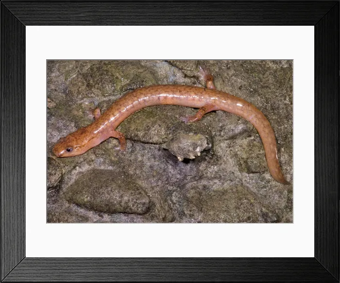 Framed Print : West Virginia Spring Salamander