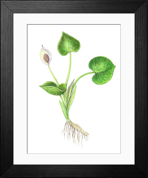 Framed Print : Wild Calla Framed Print : Wild Calla