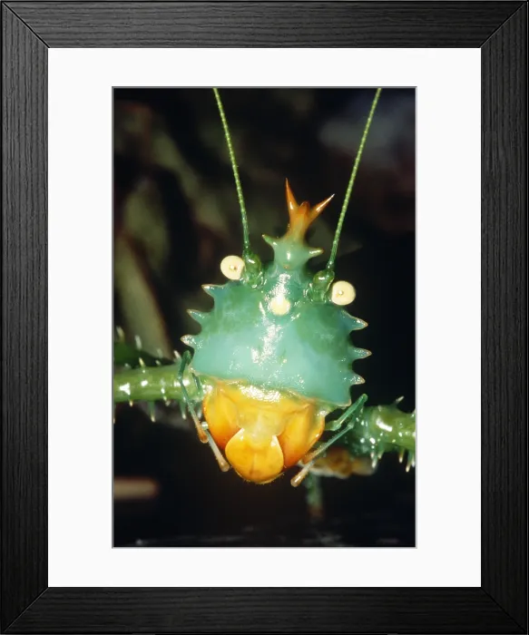 Framed Print : Thorny Devil Katydid Framed Print : Thorny Devil Katydid