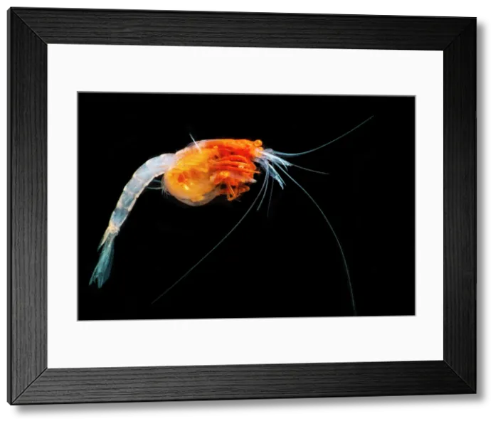 Framed Print : Mysid Shrimp Framed Print : Mysid Shrimp