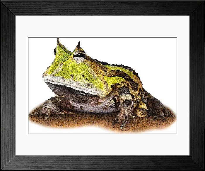 Framed Print : Surinam Horned Frog, C. cornuta, Illustration Framed Print : Surinam Horned Frog, C. cornuta, Illustration