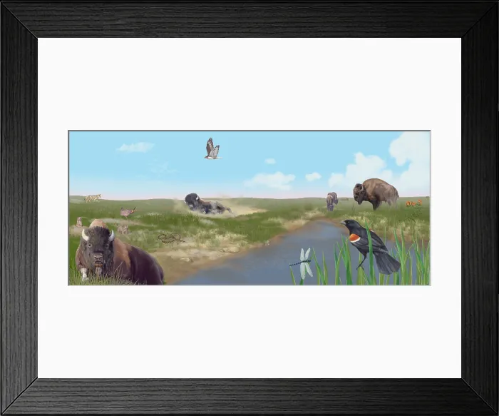 Framed Print : Prairie Scene with Bison Framed Print : Prairie Scene with Bison
