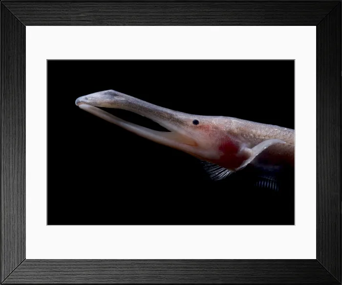 Framed Print : Amazon River fish Framed Print : Amazon River fish