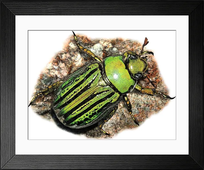Framed Print : Glorious Beetle, Illustration Framed Print : Glorious Beetle, Illustration
