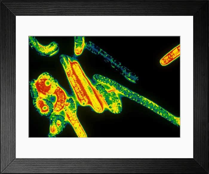 Framed Print : Marburg Virus (TEM) Framed Print : Marburg Virus (TEM)