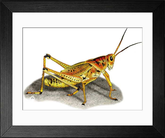Framed Print : Lubber Grasshopper Framed Print : Lubber Grasshopper