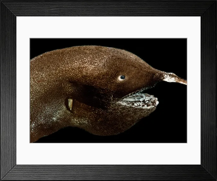 Framed Print : Female Whipnose Anglerfish (G. gargantuai)