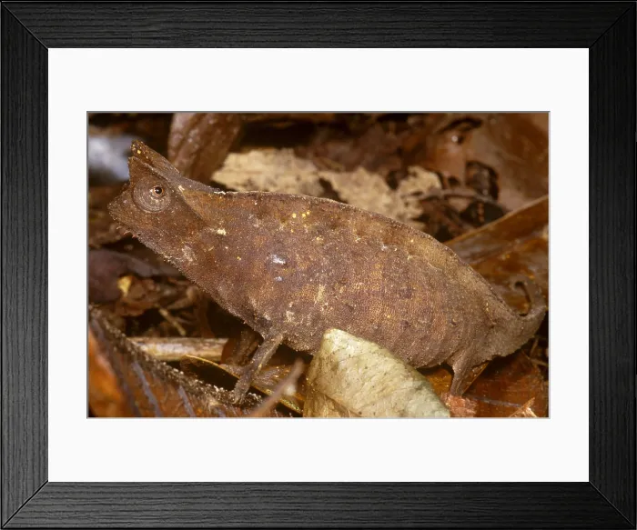 Framed Print : Horned Leaf Chameleon Framed Print : Horned Leaf Chameleon