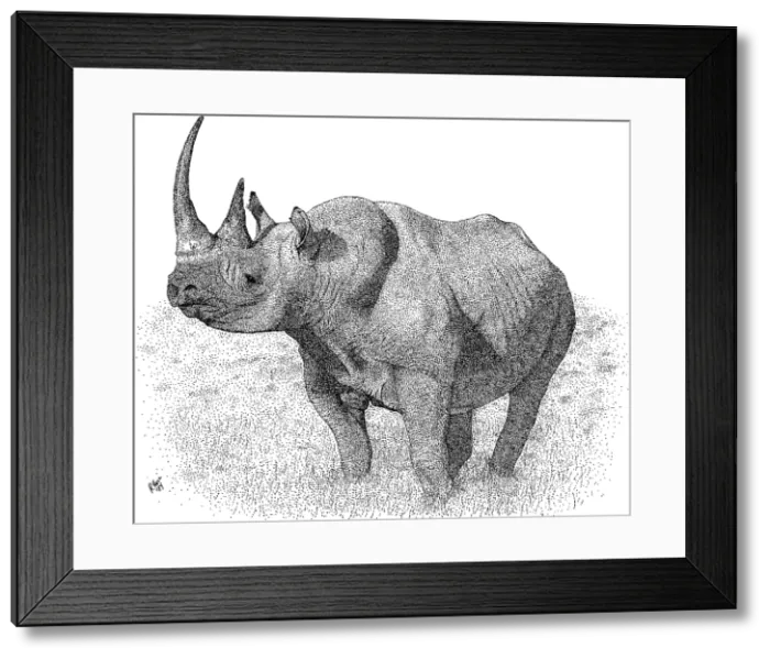 Framed Print : Black Rhinoceros Framed Print : Black Rhinoceros