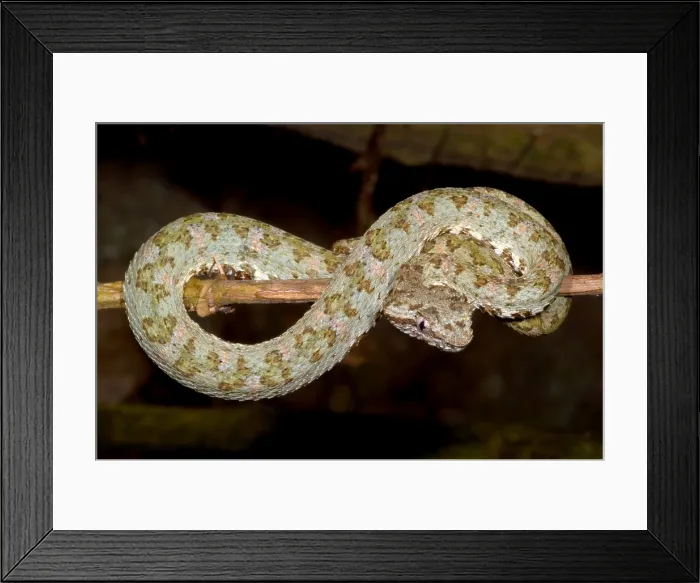 Framed Print : Eyelash Viper
