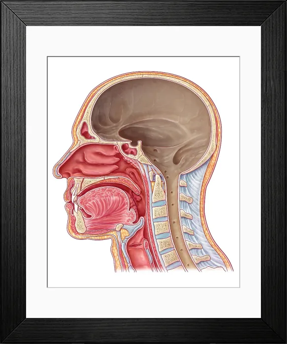 Framed Print : Cranial Cavity, Illustration