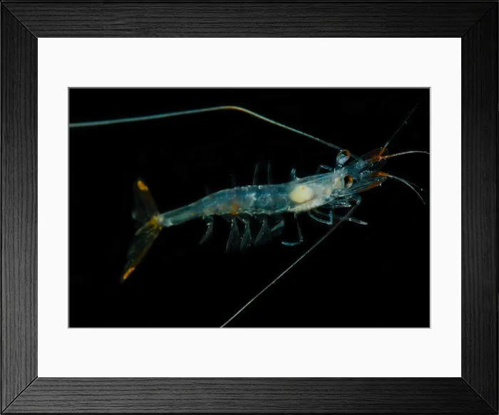 Framed Print : Shrimp (Funchalia villosa) Framed Print : Shrimp (Funchalia villosa)