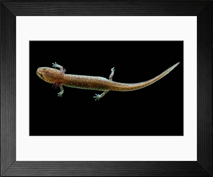 Framed Print : Valdina Farms Salamander Framed Print : Valdina Farms Salamander