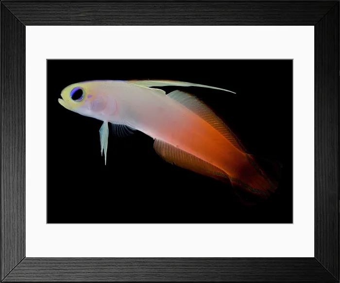 Framed Print : Firefish. The firefish, Nemateleotris magnifica Framed Print : Firefish. The firefish, Nemateleotris magnifica