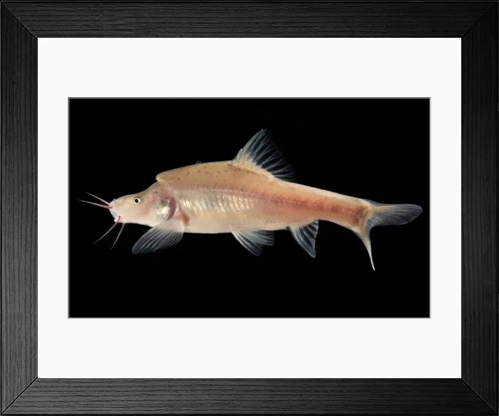 Framed Print : Angled Golden Line Barbel