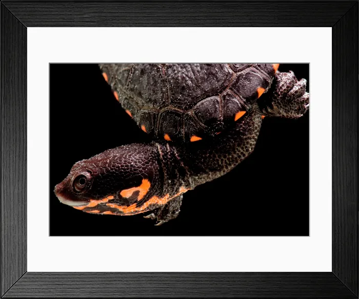 Framed Print : Hatchling Timor Island Snake Neck Turtle (Chelodina timorensis) Framed Print : Hatchling Timor Island Snake Neck Turtle (Chelodina timorensis)