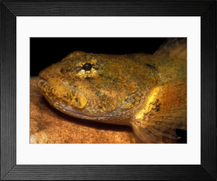 Framed Print : Banded Sculpin Framed Print : Banded Sculpin