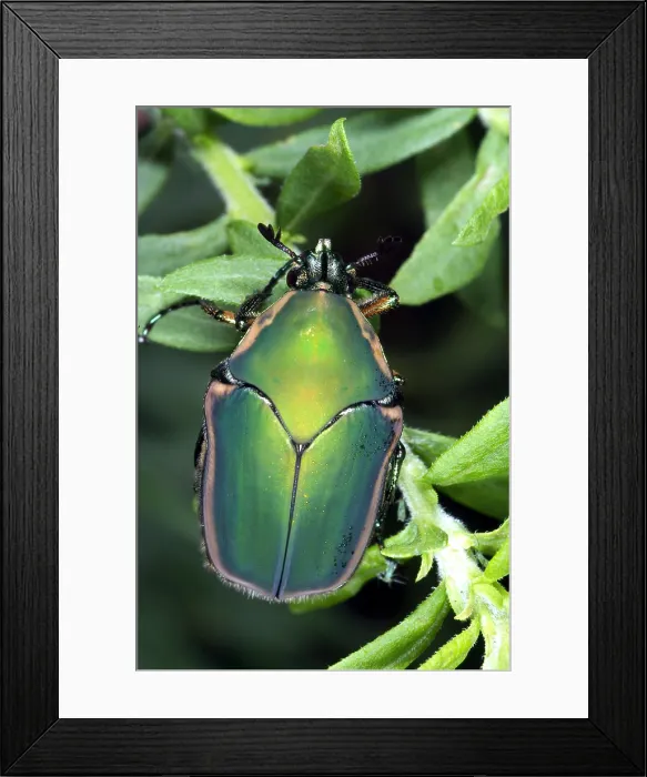 Framed Print : Green June Beetle Framed Print : Green June Beetle