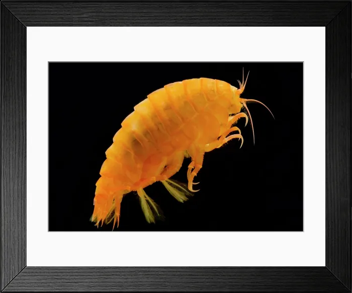 Framed Print : Mesopelagic Amphipod Framed Print : Mesopelagic Amphipod