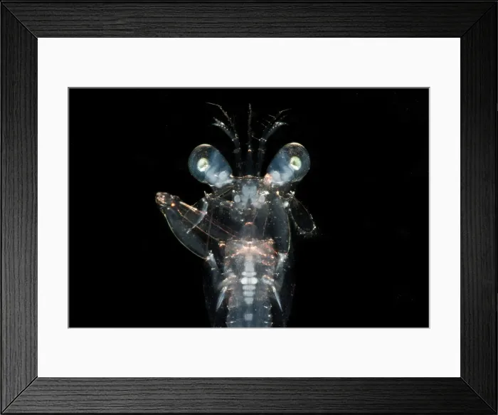 Framed Print : Larval Mantis Shrimp (Stomatopoda sp.) Framed Print : Larval Mantis Shrimp (Stomatopoda sp.)