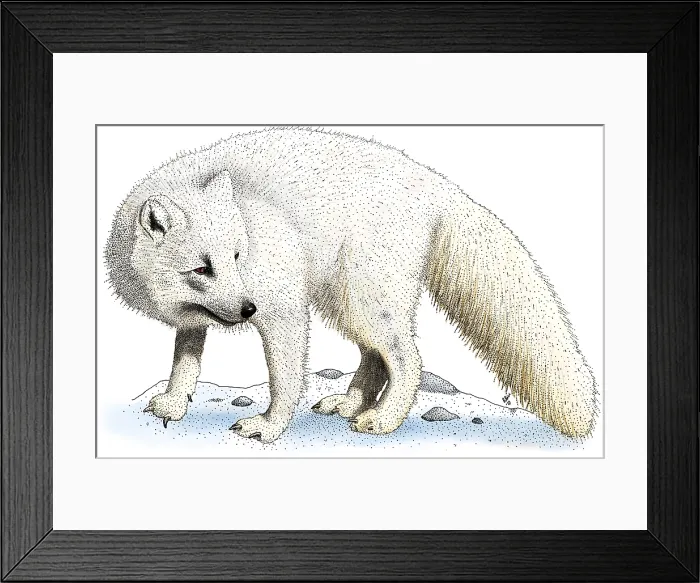 Framed Print : Arctic Fox Framed Print : Arctic Fox
