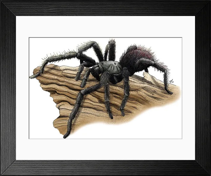 Framed Print : California Tarantula Framed Print : California Tarantula