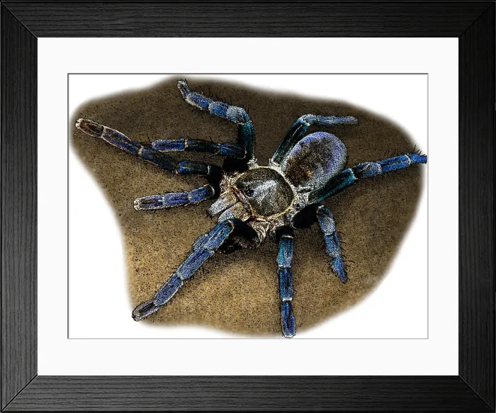 Framed Print : Cobalt Blue Tarantula Framed Print : Cobalt Blue Tarantula