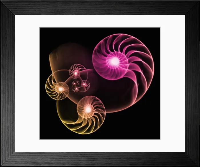 Framed Print : Nautilus Shells, X-Ray Collage Framed Print : Nautilus Shells, X-Ray Collage