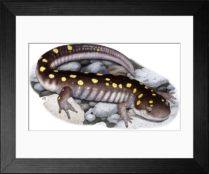 Framed Print : Spotted Salamander