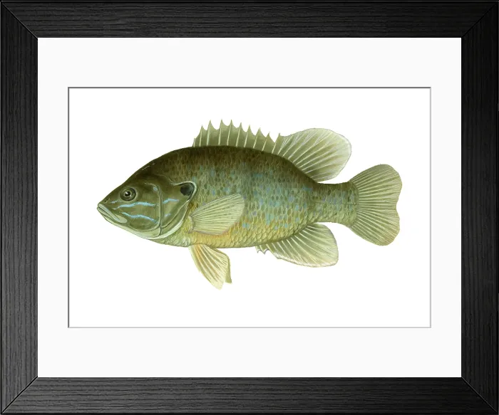 Framed Print : Green Sunfish Framed Print : Green Sunfish
