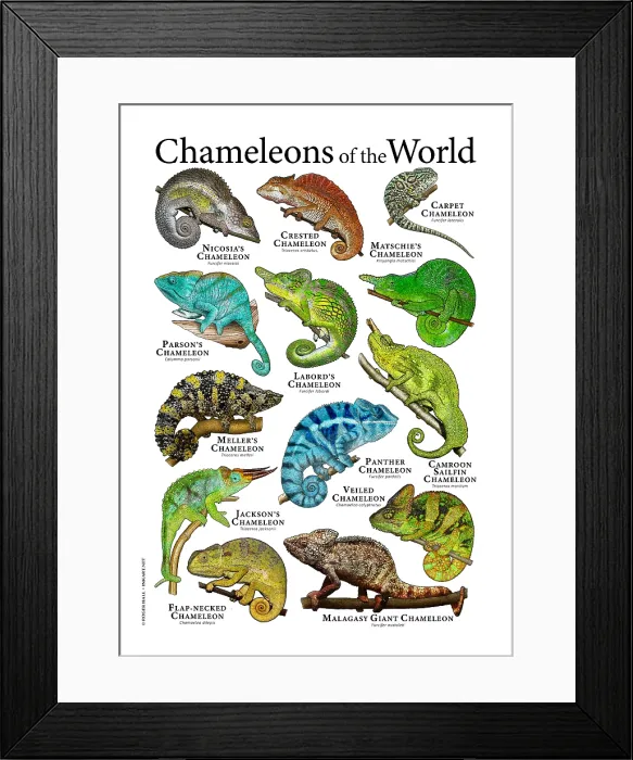 Framed Print : Chameleons of the World Framed Print : Chameleons of the World