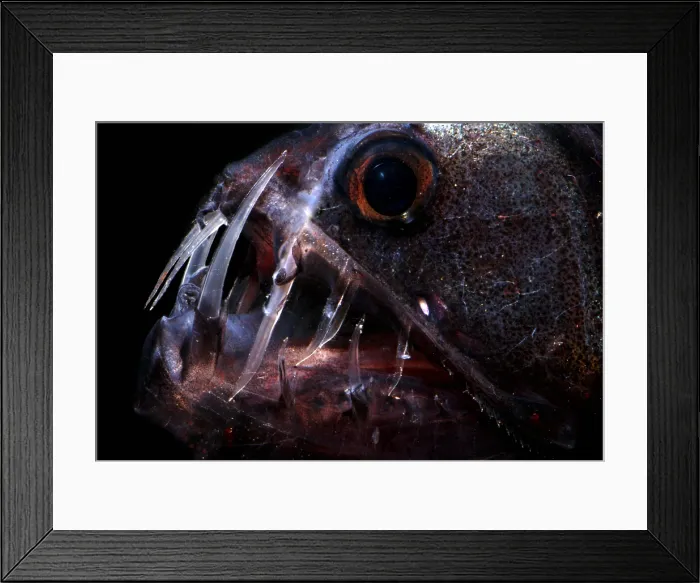 Framed Print : Pacific Viperfish