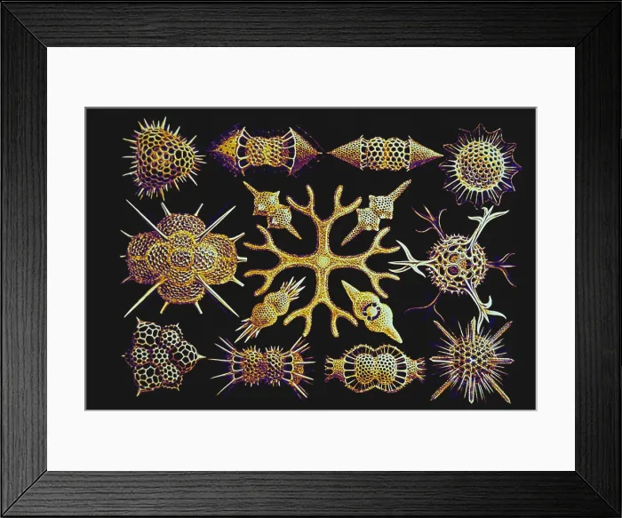 Framed Print : Radiolarians (after Ernst Haeckel) Framed Print : Radiolarians (after Ernst Haeckel)