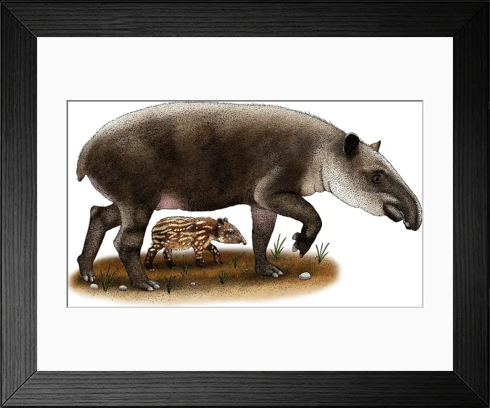 Framed Print : Baird's Tapir