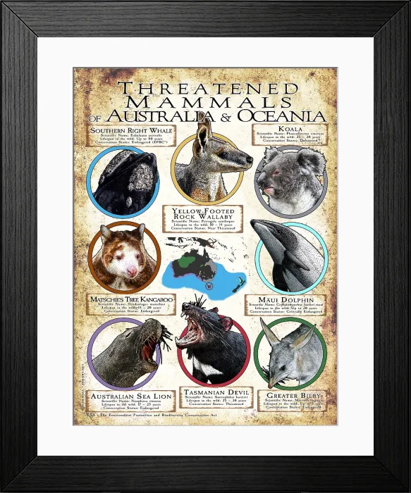 Framed Print : Endangered Mammals of Australia and Oceania Framed Print : Endangered Mammals of Australia and Oceania