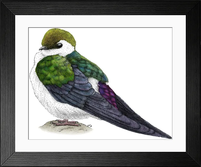 Framed Print : Violet-green Swallow