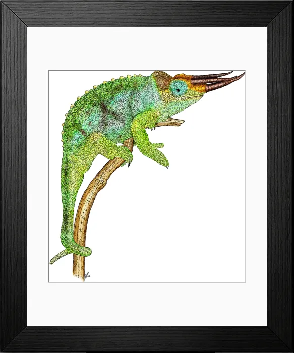 Framed Print : Jackson's Chameleon Framed Print : Jackson's Chameleon