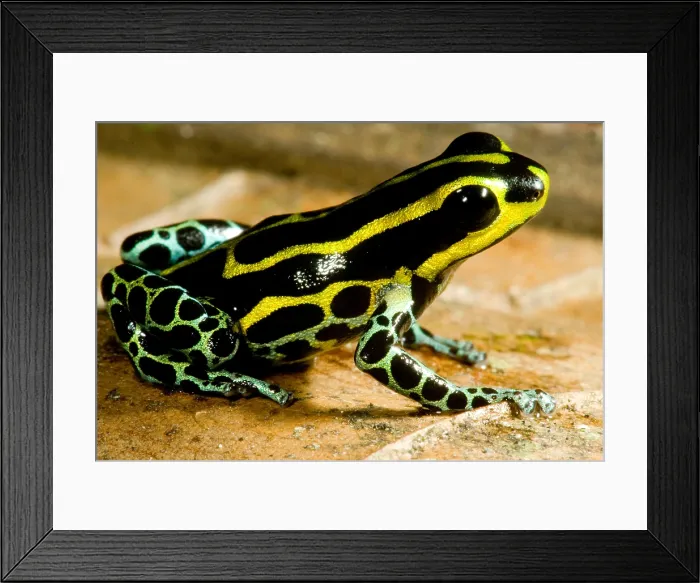 Framed Print : Amazonian Poison Frog Framed Print : Amazonian Poison Frog