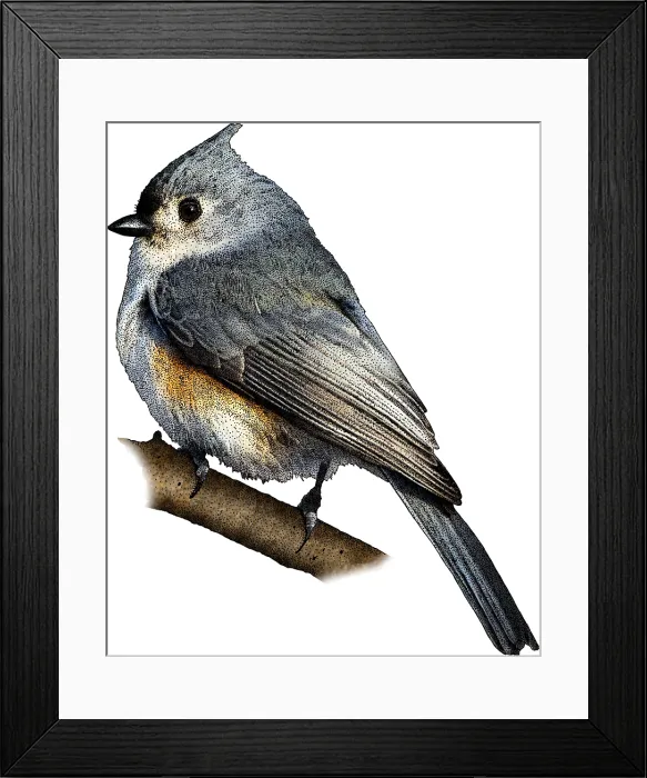 Framed Print : Tufted Titmouse