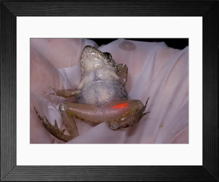 Framed Print : Acrylic elastomer injection Framed Print : Acrylic elastomer injection